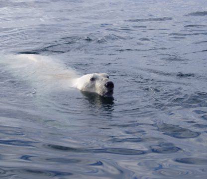 Polar Bear Nunavik